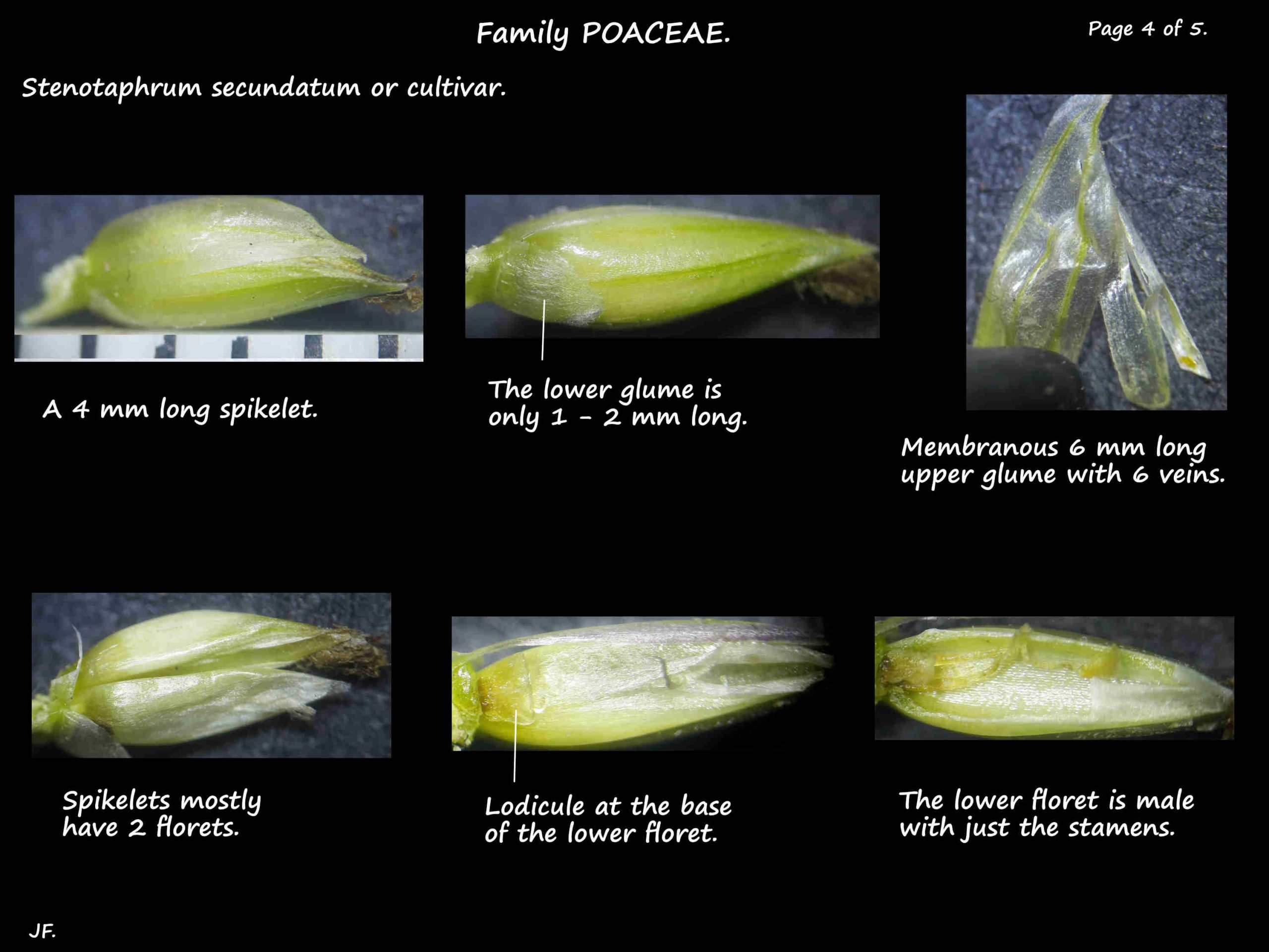 4 Stenotaphrum spikelets, lodicules & glumes